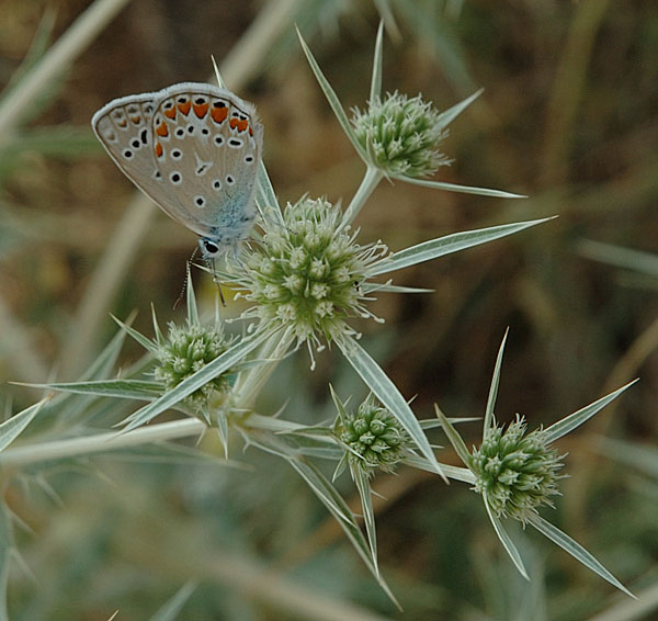 © Hrayr Galoyan - See the Butterfly?