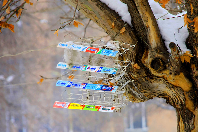 © Ruben - Naturalists against bird’s caries