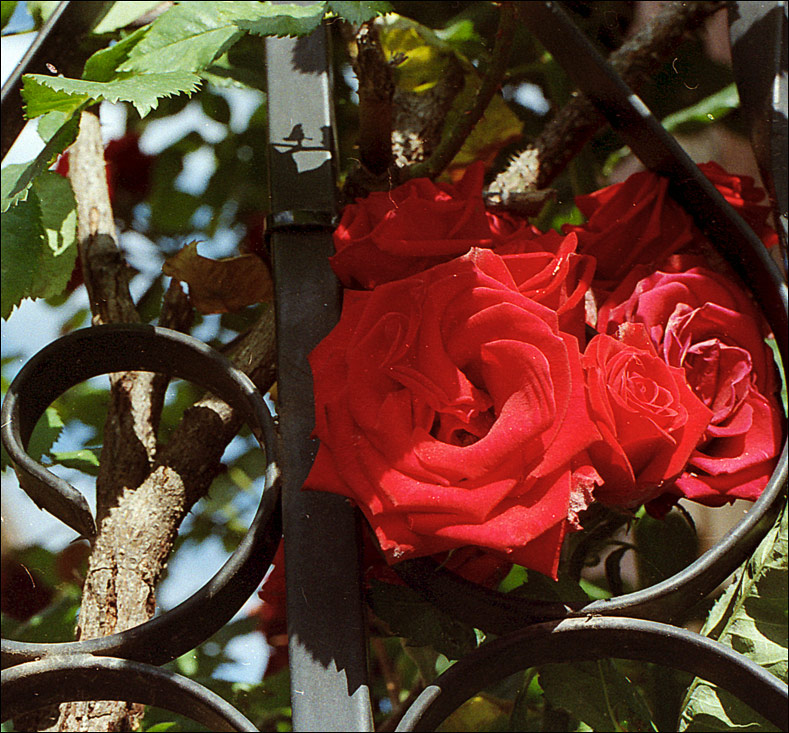 © Bogdan  Popov - LES ROSES A CREDITE