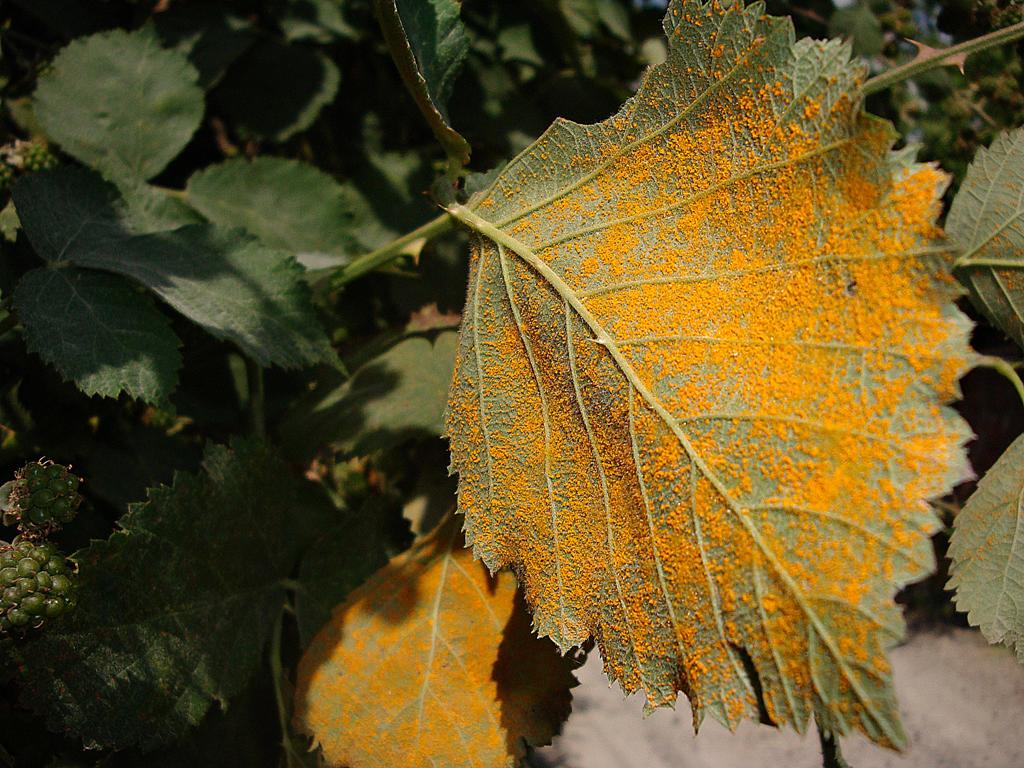 © Tiko Gevorgyan - Green and yellow