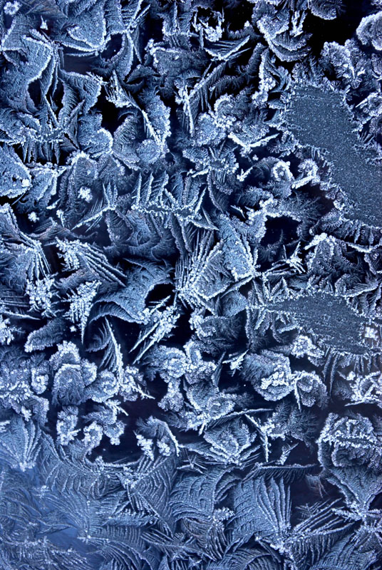 © muresan andrei - ice flowers