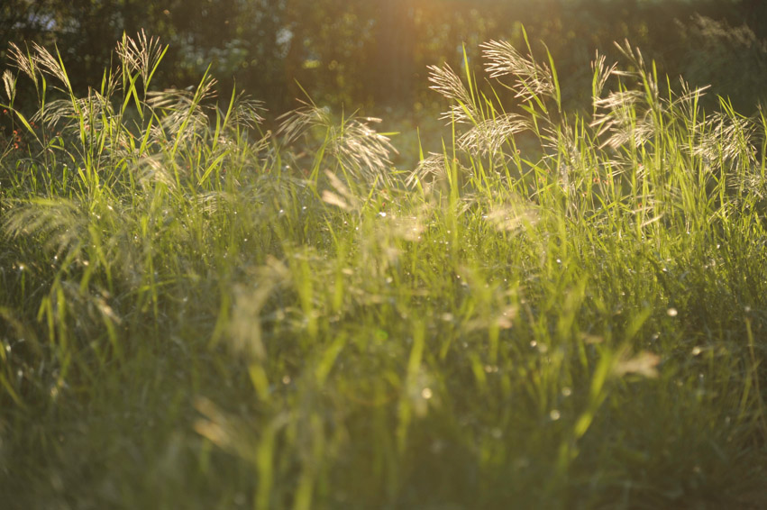 © Cosmin Salasan - uncut urban... grass