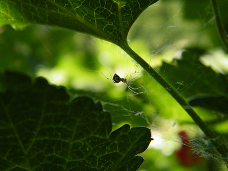 © Anya Kolesnichenko - green spider