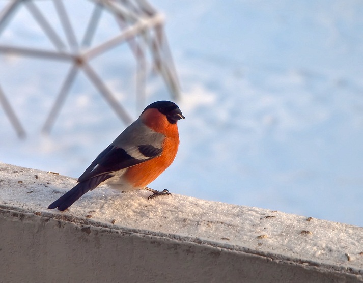 © Serg Fil - Bullfinch