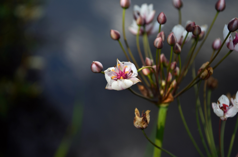 © Katie Voskresenskaya - Flower