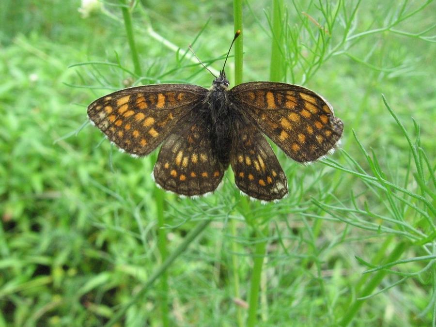 © Vitaly Gouzeev - Argynnis sp.