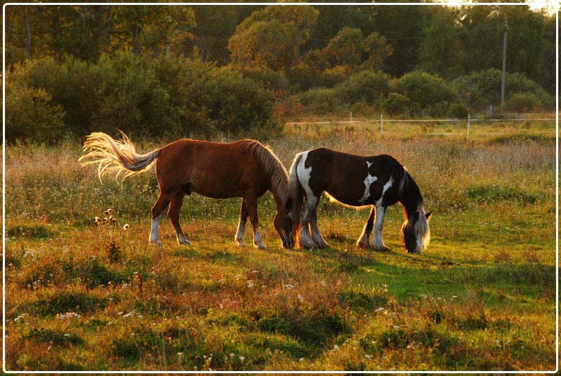 © Lee Nuutre - Horses