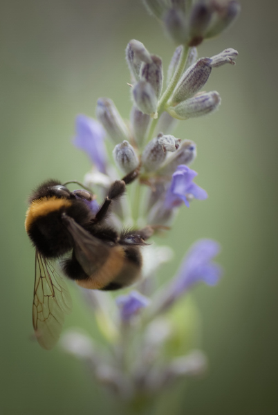 © aleksandra kokoza - lavender mood