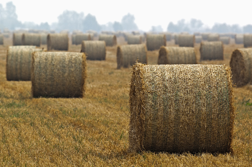 © Alexei Vetrov - Ржаная солома./Rye straw.