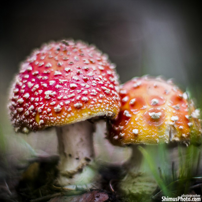 © Shimus Grady - amanita