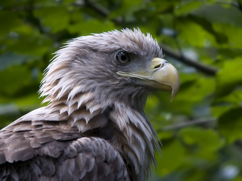 © Fred van Maurik - Sea Eagle Headshot