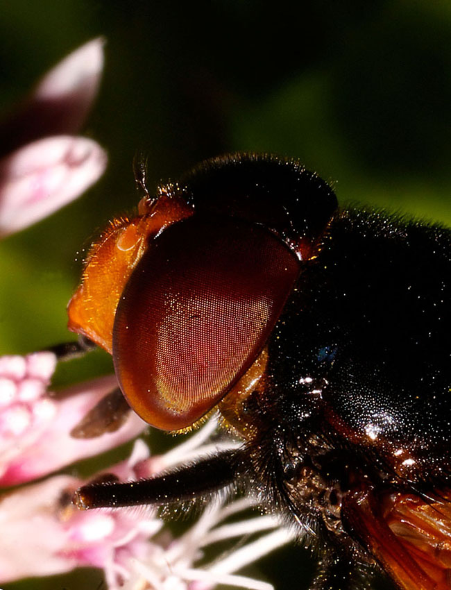 © Андрей Юст - Bee Fly