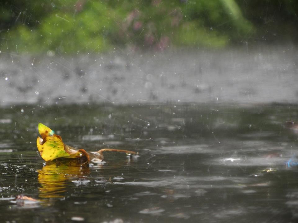 © sophie-marie whaley - British Summer