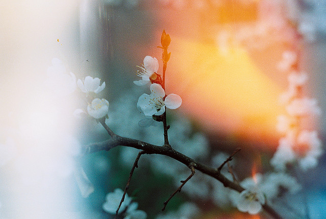 © Toma Evsukova - spring