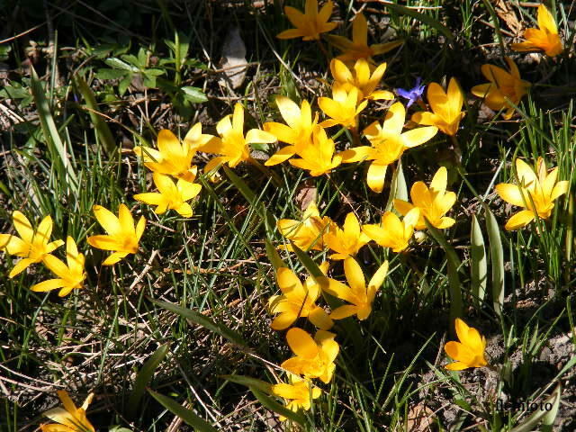 © flemming rasmussen - Spring time