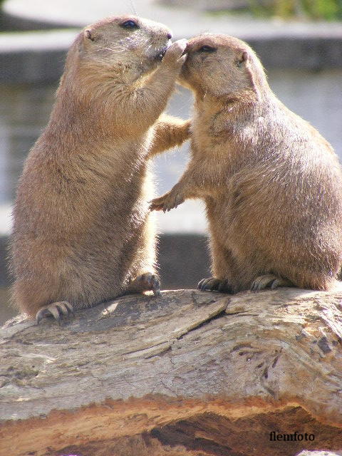 © flemming rasmussen - Love