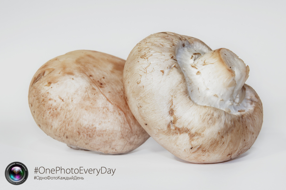 © Nikolay Shumilov - Champignon