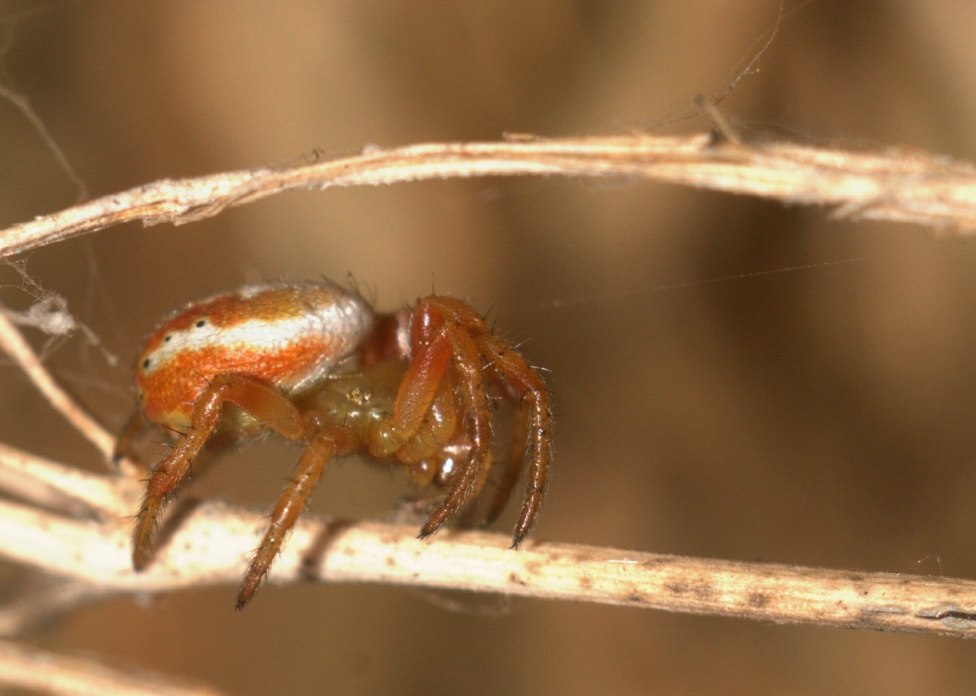 © Юрий Б - Spider on a branch